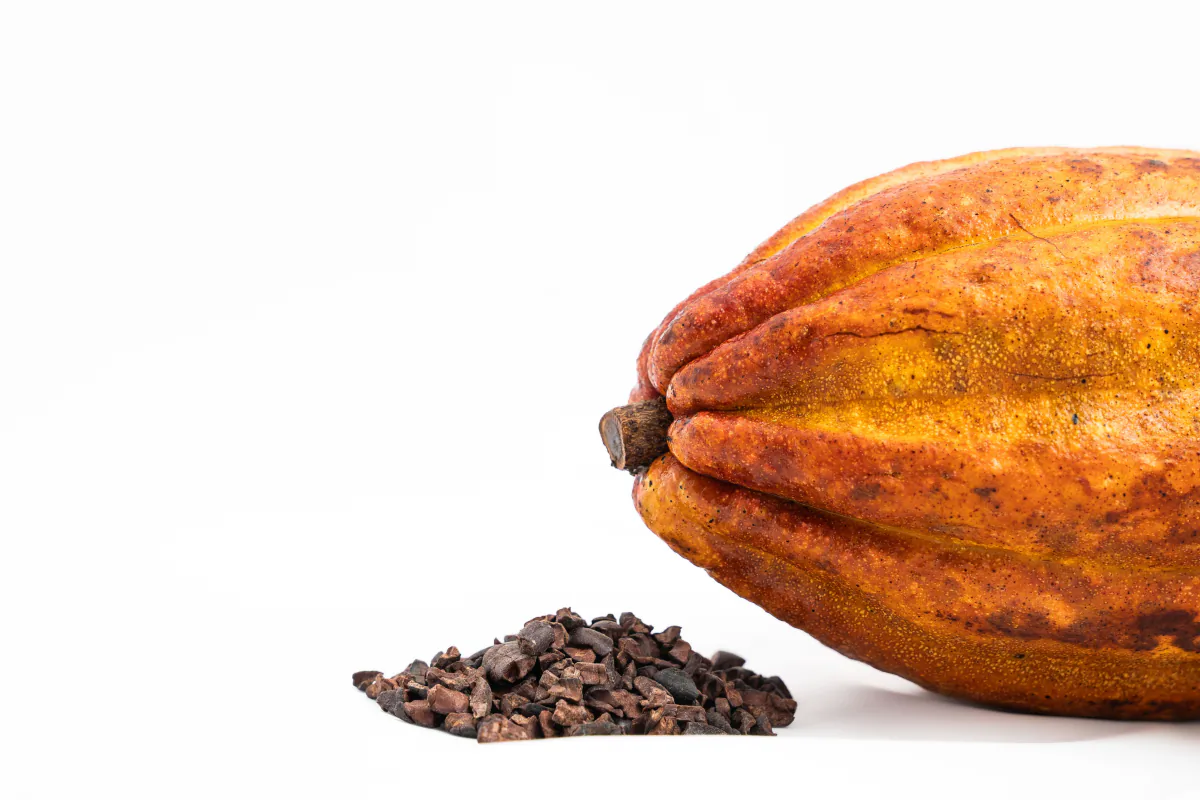 Nibs de cacau ao lado de um fruto de cacau